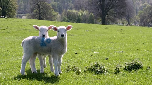 lambs