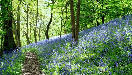 Woolley Woods, Sheffield